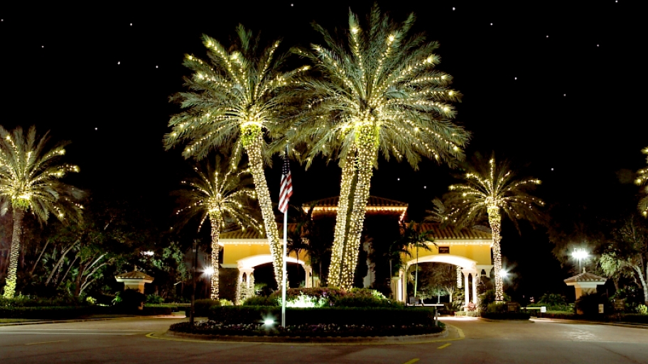 holiday lights on trees